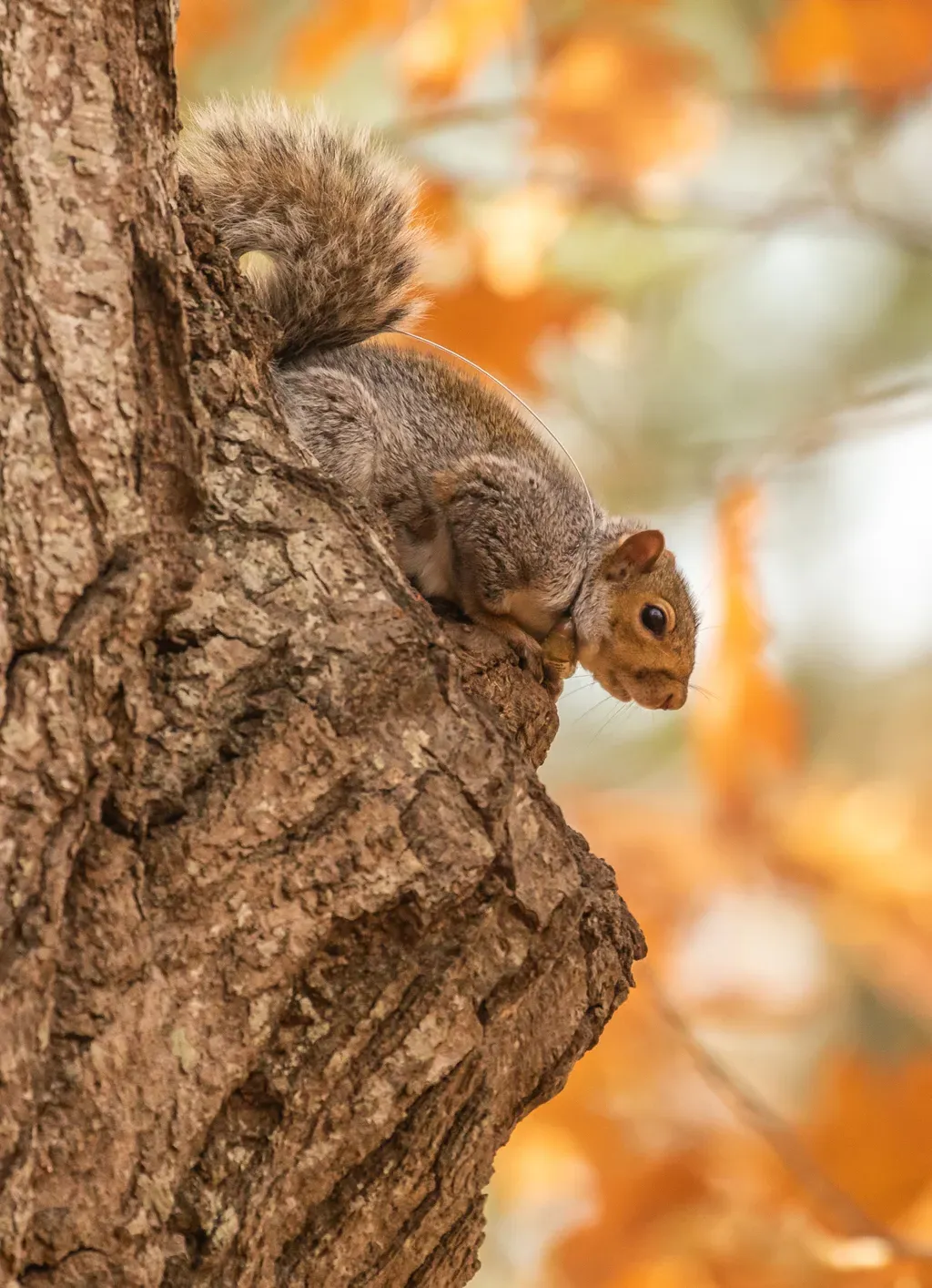 Close-up of a gray squirrel sitting on a tree